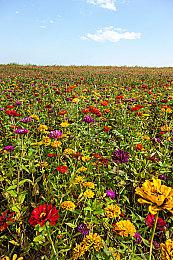 能联机的国风种田游戏？《无径之林》限时测试即将开始！